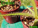 Rosiczka Drosera REGIA