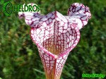 MK L19 Sarracenia Leucophylla Purple and white giant form, Route 71,Nr Altha, N.Florida,W,AH