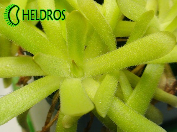 TŁUSTOSZ PINGUICULA GRACILIS x MOCTEZUMAE