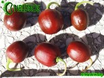 MINIROCOTO BROWN chili