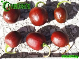 MINIROCOTO BROWN - 10 nasion
