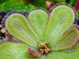 D. MACROPHYLLA ssp. MACROPHYLLA