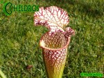MK L55 Sarracenia Leucophylla Tarnok ,W. Mutant flower form