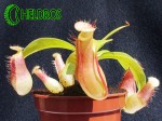 Nepenthes Dzbanecznik Ventrata