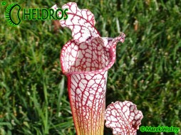 MK L19 Sarracenia Leucophylla Purple and white giant form