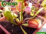 Muchołówka Dionaea Muscipula DC XL