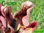 SARRACENIA PURPUREA