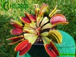 Muchołówka-Dionaea-Muscipula-Red-Daggers