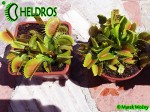Dionaea DC XL - Comparison with B52 in spring time May