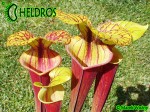 MK F76 Sarracenia Flava var. rubricorpora,Apalachicola National Forest, FL. W,F36,JA