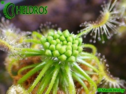 Rosiczka Drosera SCORPIOIDES - 15 Gemmae