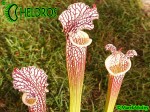 MK L74 Sarracenia Leucophylla Cook Giant DC