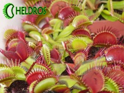MUCHOŁÓWKA RED-GREEN Mix - nasiona
