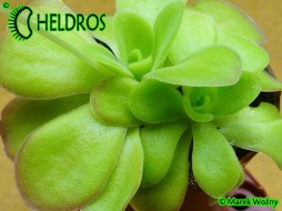 TŁUSTOSZ Pinguicula AGNATA 'CSUF' - pachnie