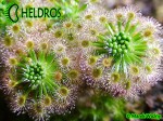 Rosiczka Drosera ROSEANA and gemmae