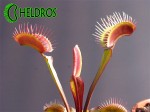 Muchołówka Dionaea AKAI RYU - RED DRAGON