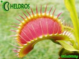 MUCHOŁÓWKA Dionaea Muscipula BIMBO