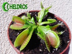 Muchołówka Dionaea Muscipula