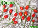 Dwarf Chiltepin - birds eye, Capsicum annuum var. glabriusculum