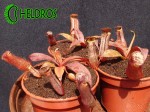 Nepenthes Dzbanecznik SANGUINEA BLACK JACK