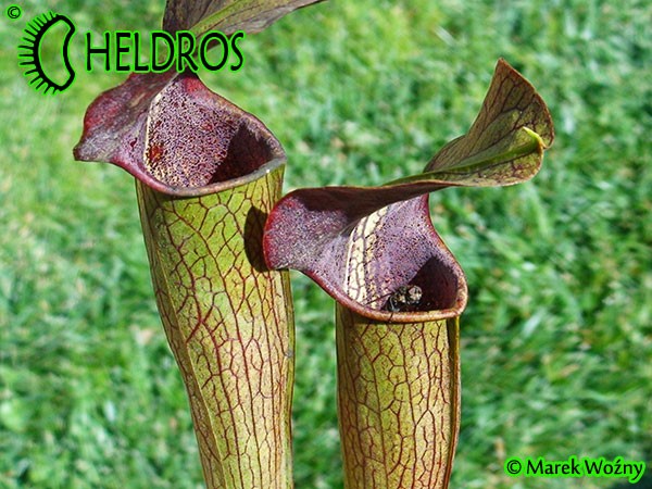 MK A22

Sarracenia Alata var. atrorubra. All red, De Soto National Forest. Large wide, red lid,WPW