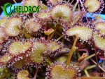 Kępka dorosłych rosiczek PROLIFERA / A few adult Drosera PROLIFERA.