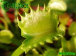 Muchołówka Dionaea Muscipula WEREWOLF
