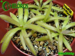TŁUSTOSZ Pinguicula AGNATA x GYPSICOLA