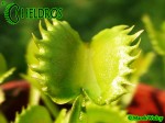 Dionaea Muscipula Muchołówka WEREWOLF