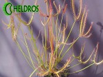 Drosera-BINATA-MULTIFIDA-carnivorous-leaf-Rosiczka-MULTIFIDA-owadożerny-liść