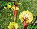 MK F24 Sarracenia Flava var. rubricorpora Giant red tube, Apalachicola National Forest FL, W, Dave Richardson