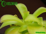 Pinguicula Agnata CSUF