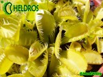 Dionaea Muscipula muchołówka Triton