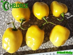 YELLOW GIANT ROCOTO - 10 nasion