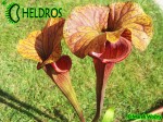 MK F198 Sarracenia Flava var. rubricorpora Heavily veined inner lid and deep coloured throat markings, Mike Brooks 2004