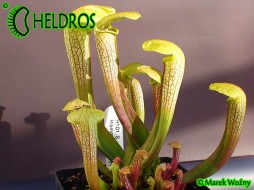 MK H101 Sarracenia x ‘Hummer Hammerhead’