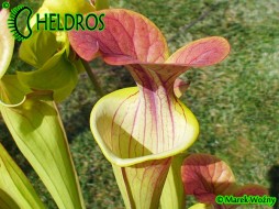 MK F27B Sarracenia Flava var. Atropurpurea
