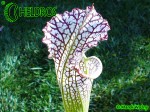 MK L31 Sarracenia Leucophylla Red  white, large stocky pitcher, red lip AP