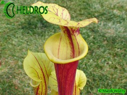 MK F161 Sarracenia Flava var. rubricorpora