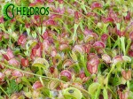 Muchołówka Dionaea Muscipula