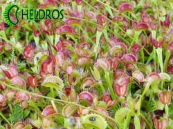 Muchołówka Dionaea Muscipula