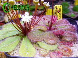 D. MACROPHYLLA ssp. MONANTHA