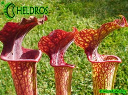 MK H62 Sarracenia x moorei, Giant Red Throat, Mark Wesson