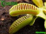 Muchołówka Dionaea Muscipula ALIEN