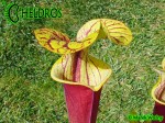 MK F45 Sarracenia Flava var. rubricorpora, Purple tube, Milton, FL., Santa Rosa Co., WS,Very dark,especially in throat