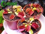 Dionaea Muscipula Muchołówka BIG MOUTH