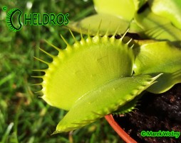 Dionaea Muscipula ALL GREEN - zielona