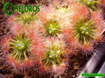 Drosera TRICHOCAULIS, Rosiczka pigmejska TRICHOCAULIS