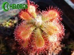 Drosera sp. AUYAN TEPUI. Rosiczka sp. AUYAN TEPUI.