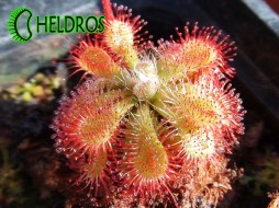 ROSICZKA Sp. AUYAN TEPUI - 20 nasion